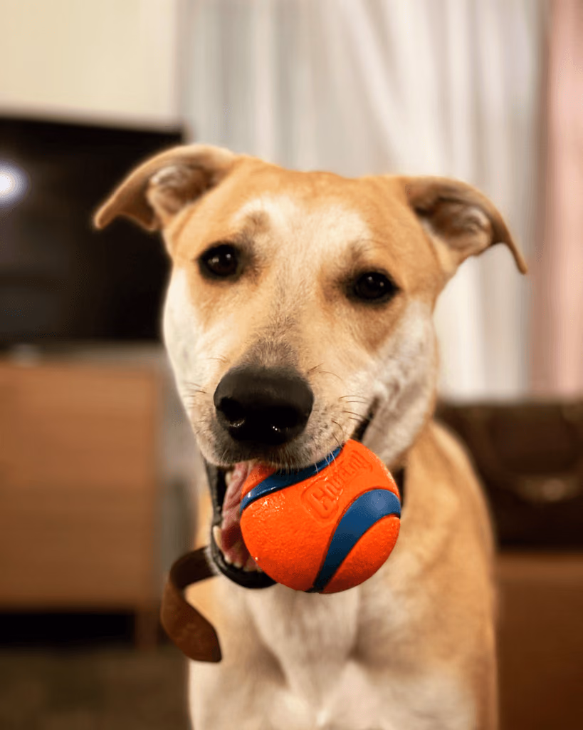 A dog holding an orange ball